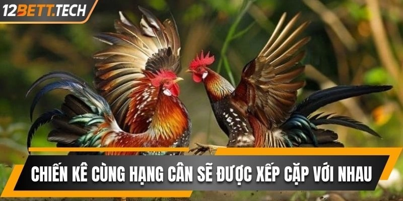 Chiến kê cùng hạng cân sẽ được xếp cặp với nhau