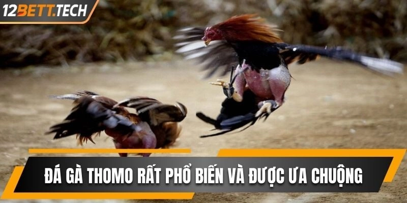 Đá gà Thomo rất phổ biến và được nhiều người ưa chuộng