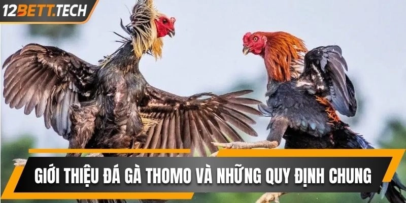 đá gà Thomo