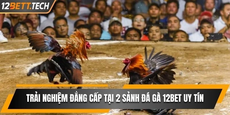 Trải nghiệm đẳng cấp tại 2 sảnh đá gà 12BET uy tín