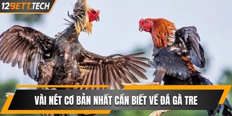 Vài nét cơ bản nhất cần biết về đá gà tre